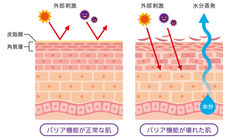 肌のバリア機能　皮膚構造
