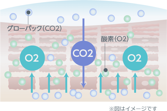 炭酸ガス（CO2）が酸素（O2）と交換（ボーア効果）
